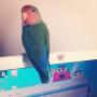   Birds_lover27